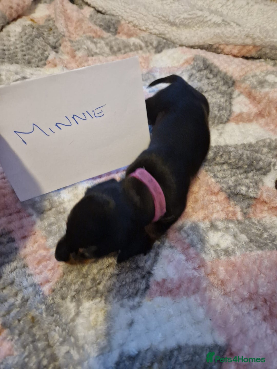 Miniature Dachshund dogs for sale: 3 miniature dashounds 1 boy, 2 girls  - Advert 7