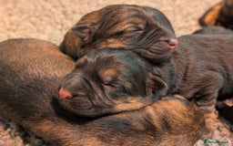 German Shepherd dogs for sale: KC Pups From Health Tested Champion Bloodlines  - Image 11