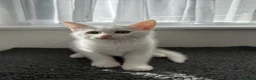 Turkish Angora cats for sale: Beautiful kitten ready for new home  - Advert 2