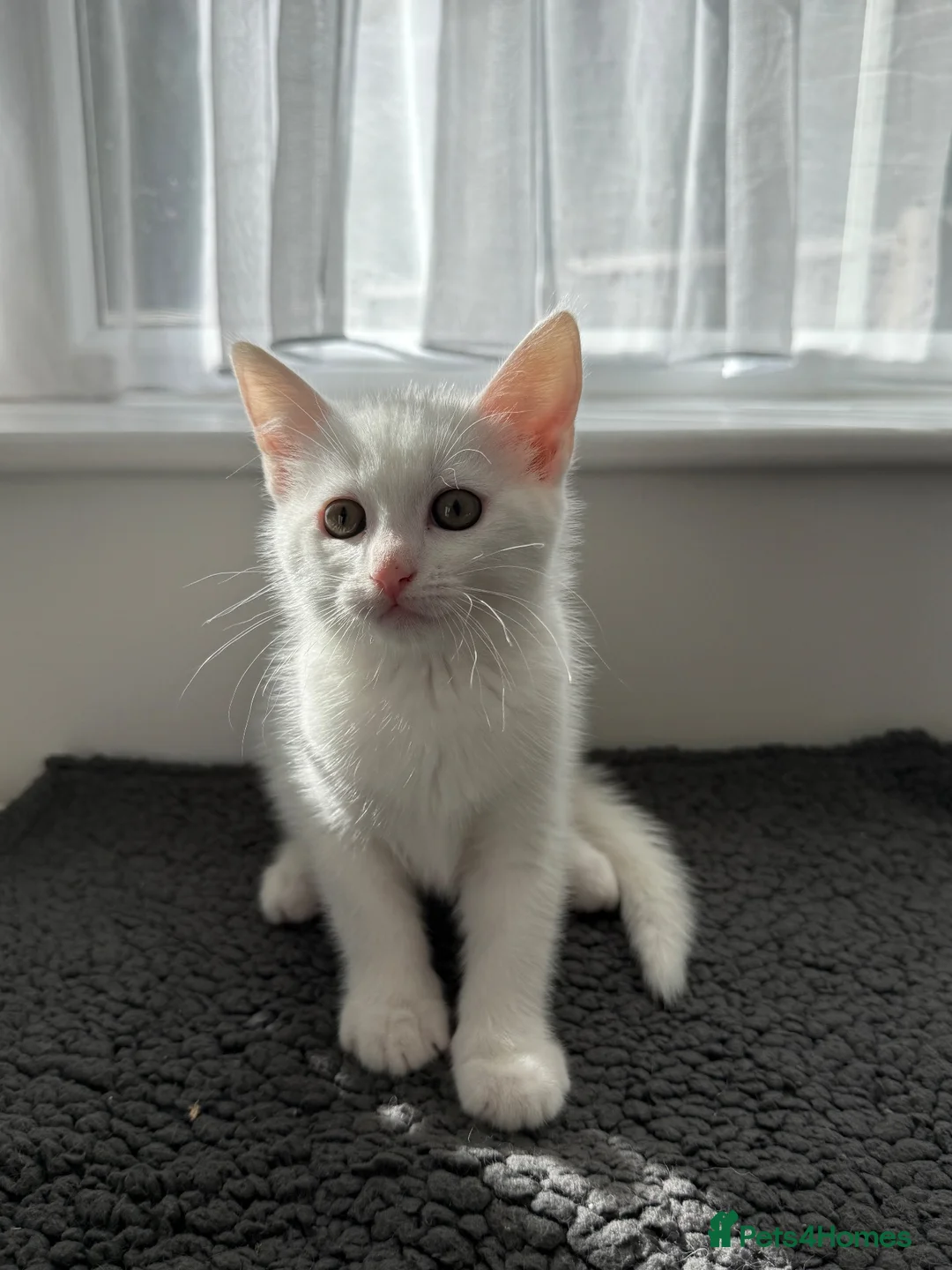 Turkish Angora cats for sale: Beautiful kitten ready for new home  - Advert 2