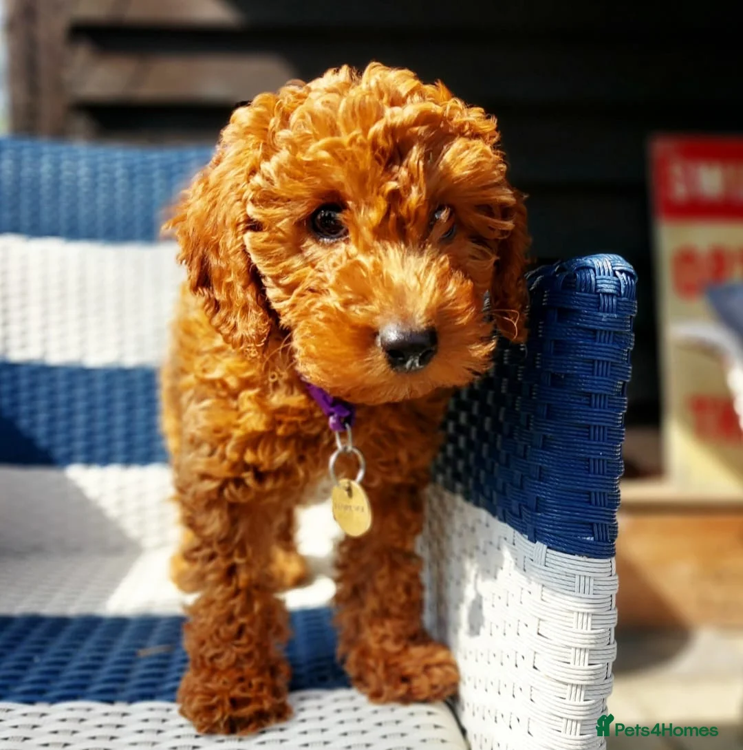 Cockapoo dogs for stud: Red f1b cockapoo health tested stud  in Swindon - Advert 6