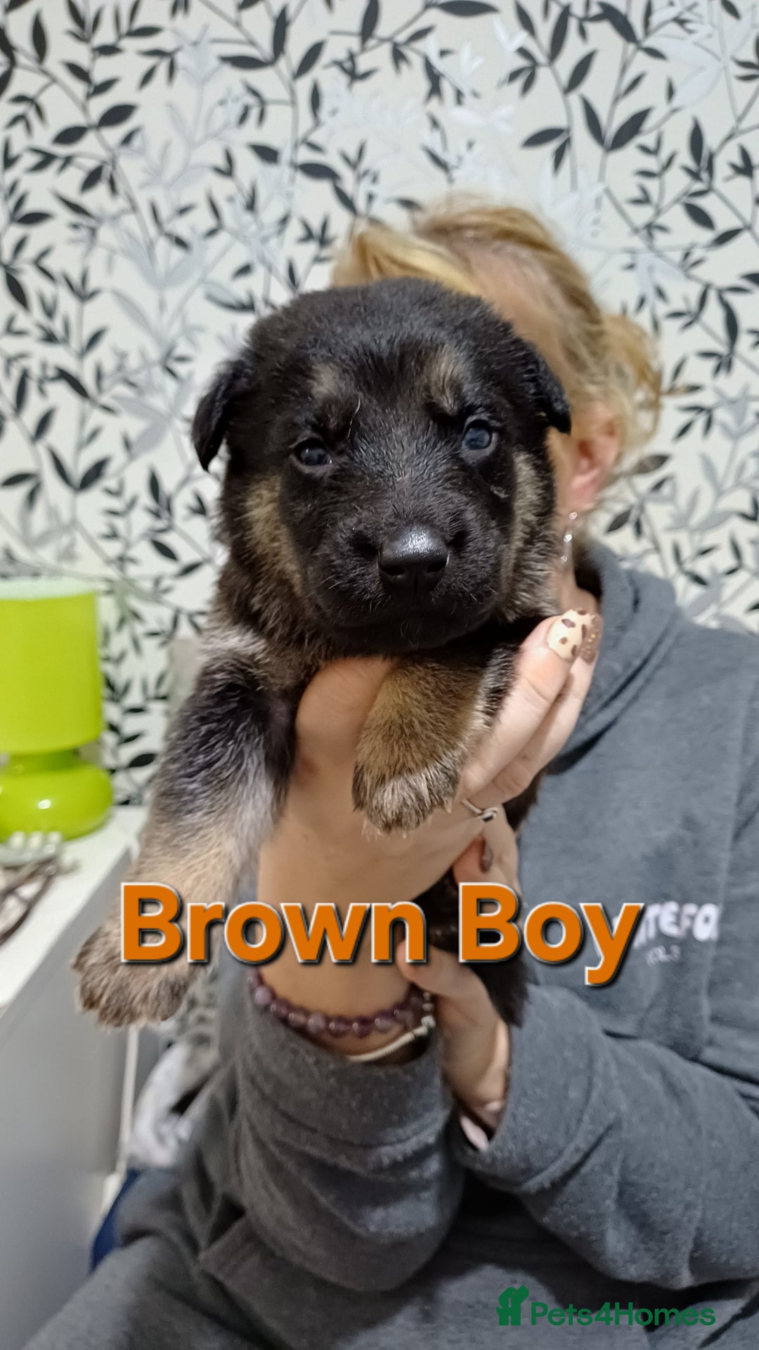 German Shepherd dogs for sale: German Shepherd Puppies - Advert 8