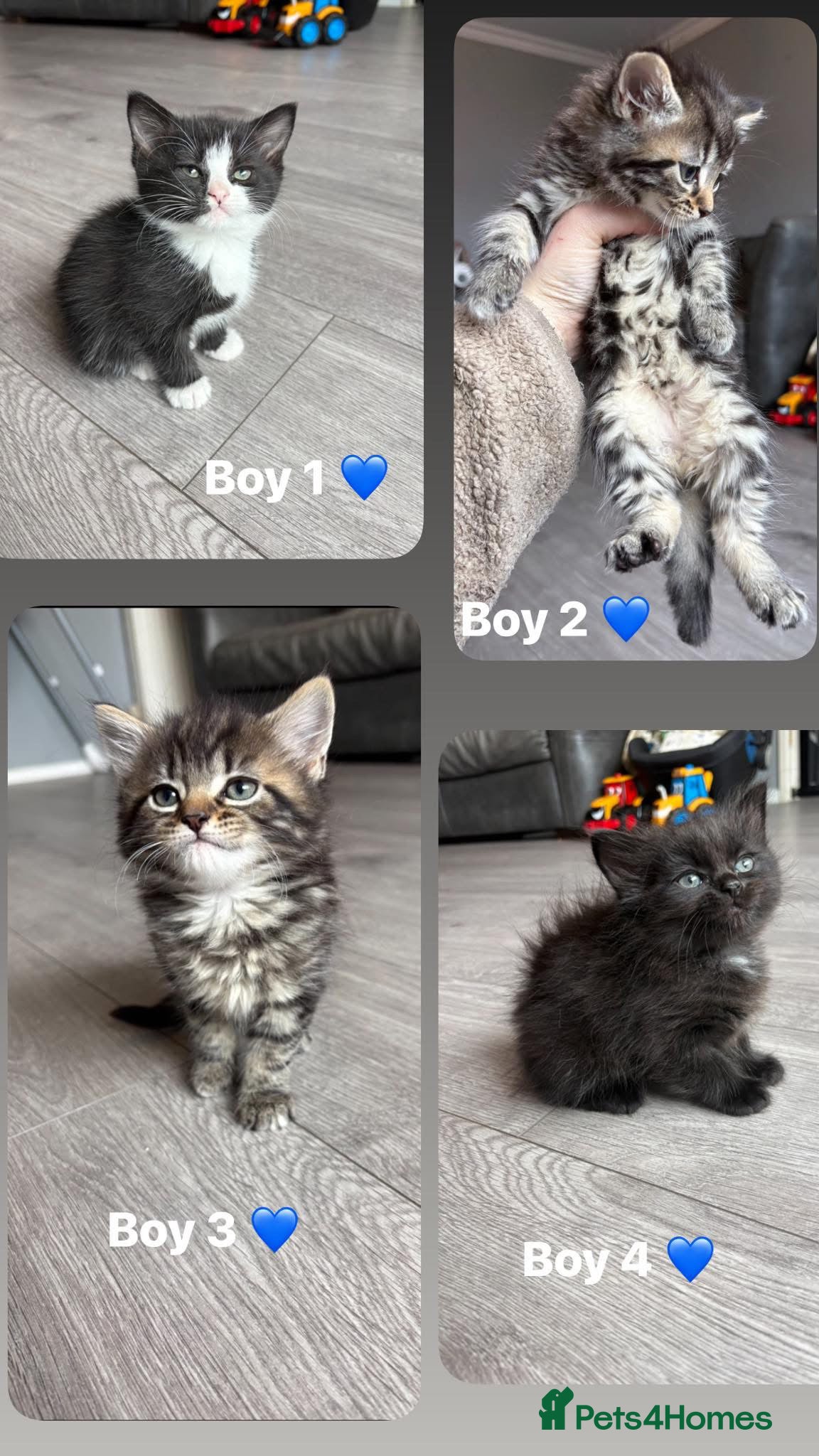 Mixed Breed cats 4 gorgeous ragdoll X silver mackerel tabby boys  - Advert 2