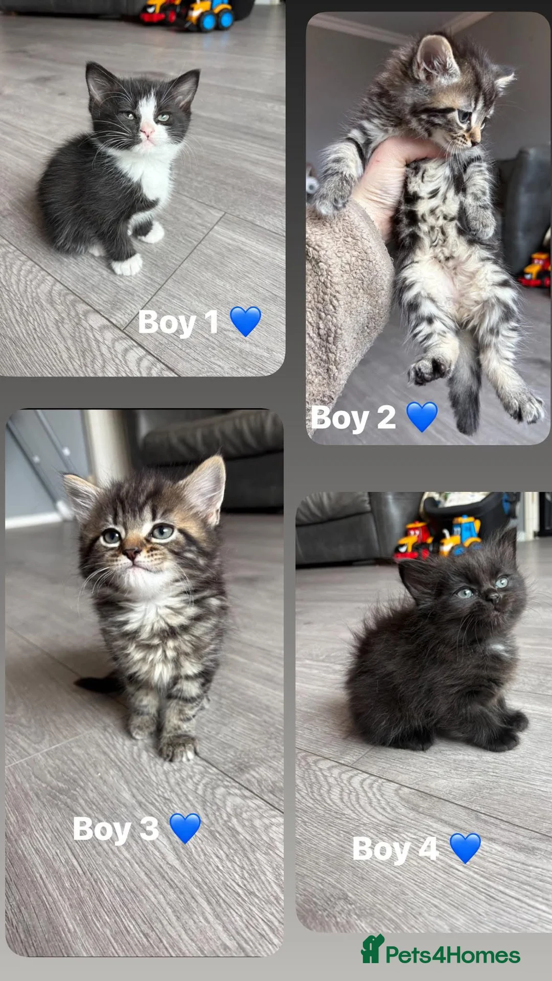 Mixed Breed cats for sale: 4 gorgeous ragdoll X silver mackerel tabby boys  - Advert 1