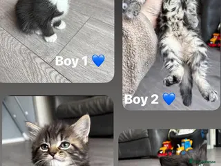 Mixed Breed cats 4 gorgeous ragdoll X silver mackerel tabby boys - Advert 6