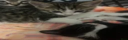 Mixed Breed cats for sale: 4 kittens all very different from each other  - Advert 30