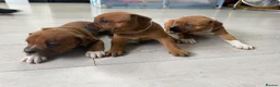 Staffordshire Bull Terrier dogs for sale: 🐾Beautiful Red Staffy Puppies - 2 boys 2 girls 🐾 in Belvedere - Advert 11