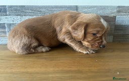 Cocker Spaniel dogs for sale: Baby Cocker Spaniels working type - Image 21