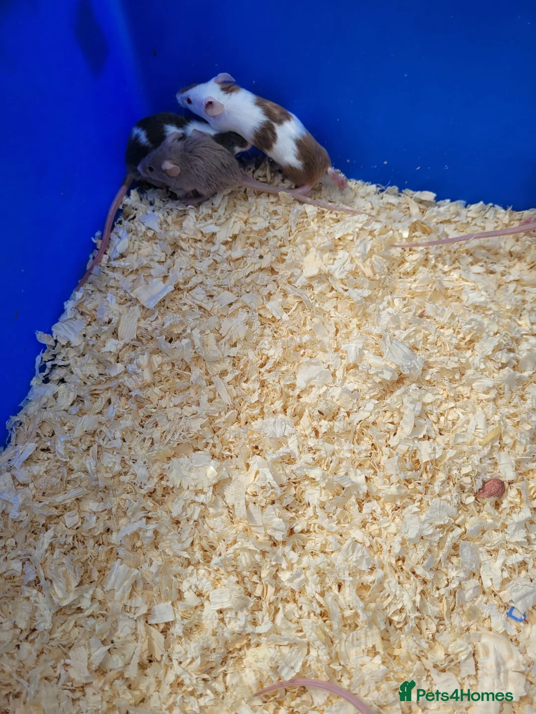 Mouse rodents for sale: Mixed fancy mice  in Atherstone - Advert 4