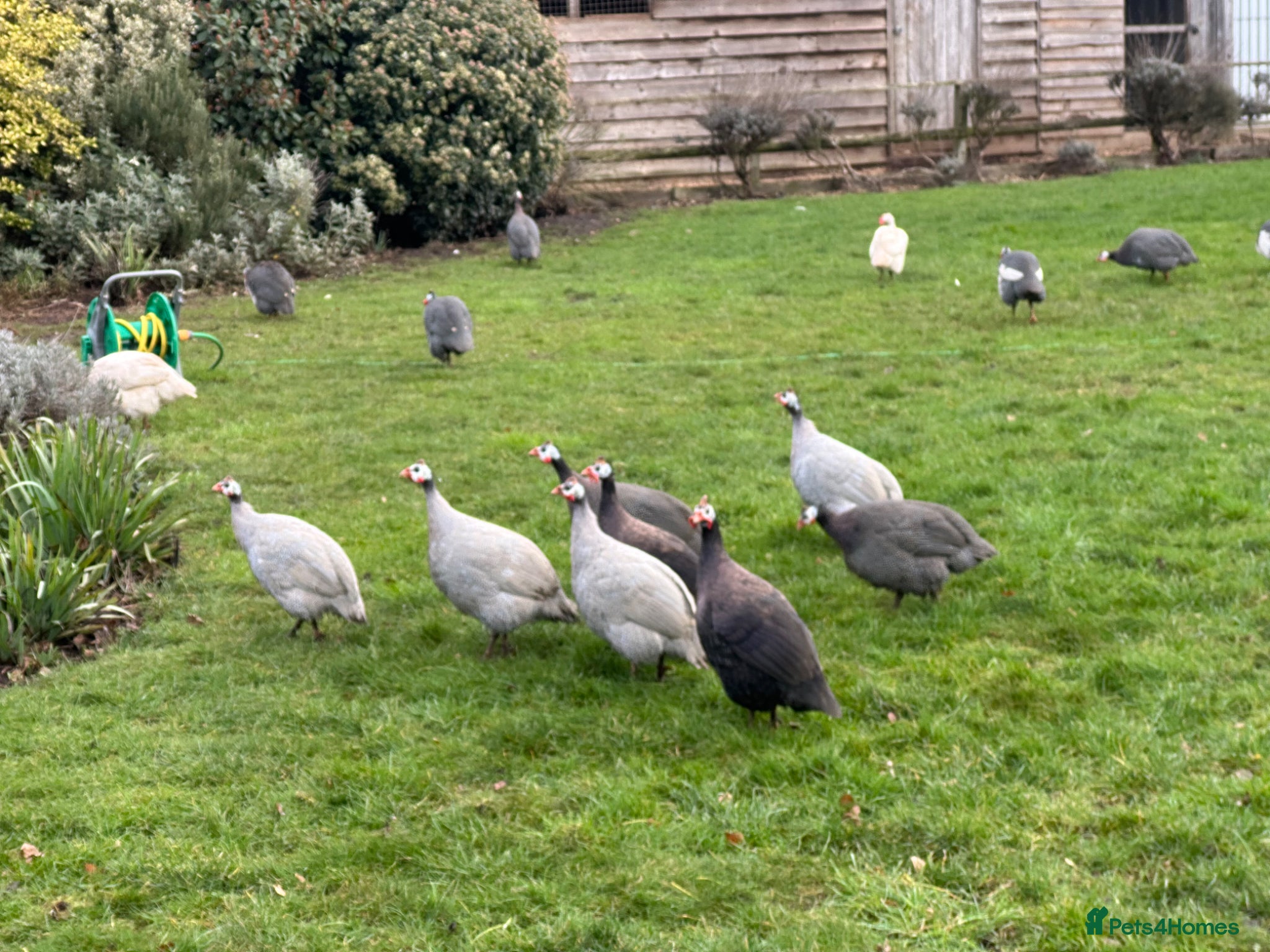 Guinea Fowl poultry Guinea fowl hatching eggs available 🥚🪺 - Advert 1