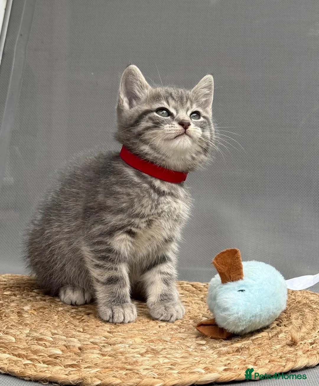 British Shorthair cats for sale: British shorthair mix (5 kittens ready to go) - Advert 1