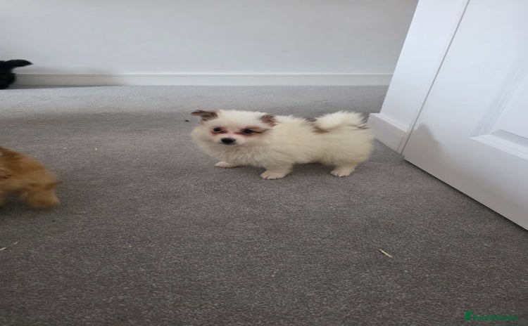 Pomeranian dogs - Advert 11