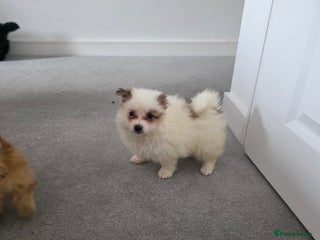 Pomeranian dogs - Advert 28