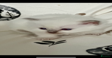 Ragdoll cats - Advert 9