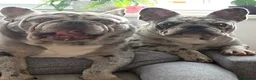French Bulldog dogs for stud: MIGHTY MILO 🔥STUD🔥 - Advert 3