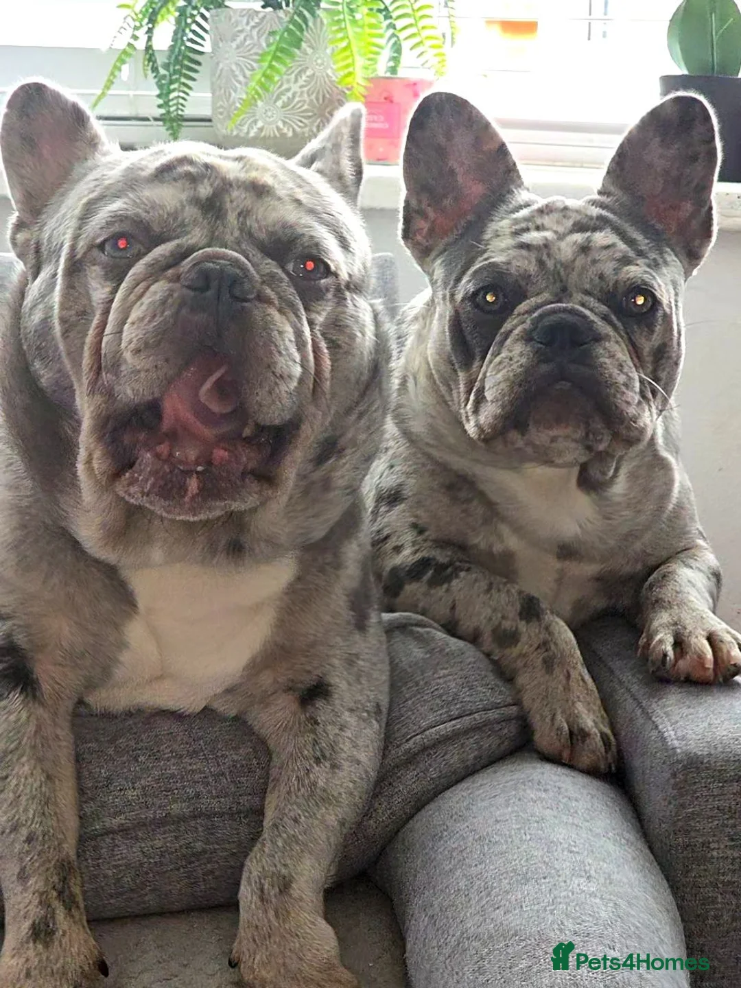 French Bulldog dogs for stud: MIGHTY MILO 🔥STUD🔥 - Advert 3