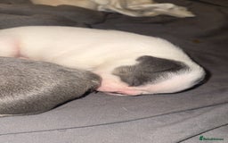 French Bulldog dogs for sale: 8 KC Reg’d French Bulldog Pups For Sale - Image 9