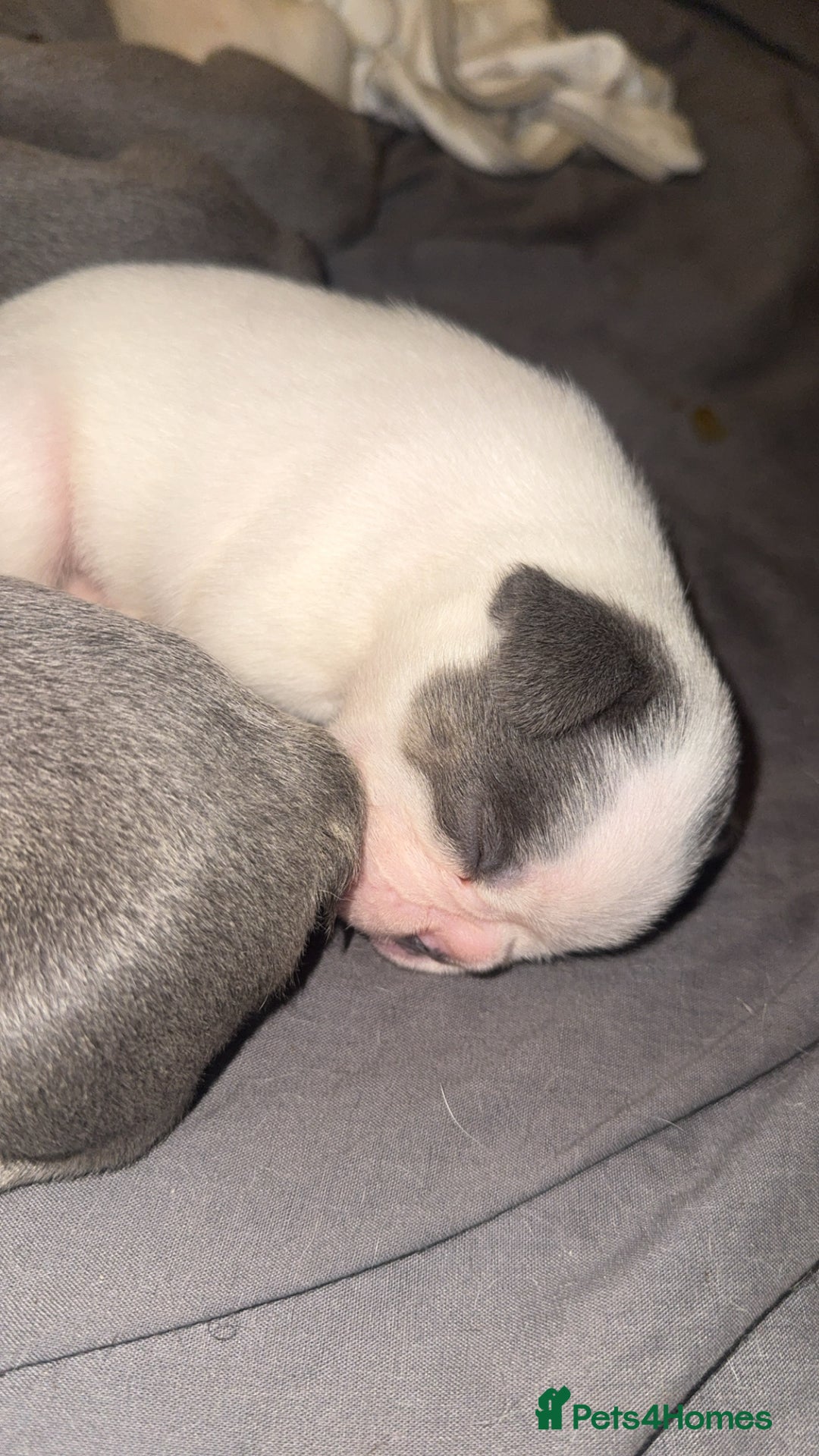 French Bulldog dogs for sale: 8 KC Reg’d French Bulldog Pups For Sale - Image 9