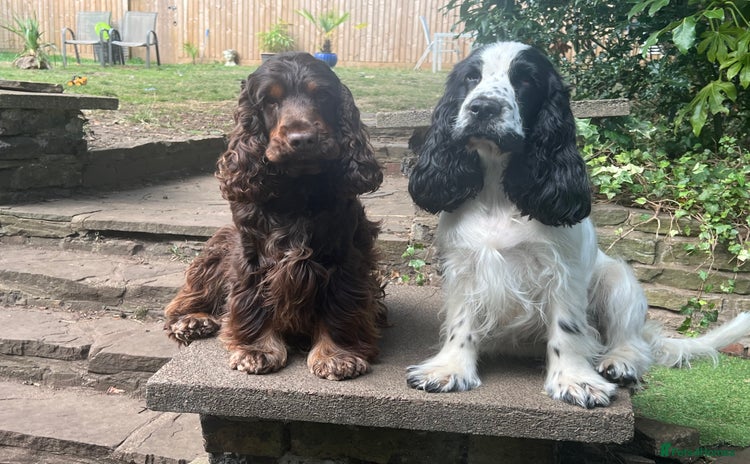Cocker Spaniel dogs - Advert 14