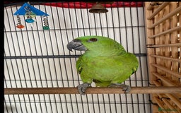 Parrots birds for sale: Female Tame Baby Yellow Nape Amazon With Papers - Advert 2