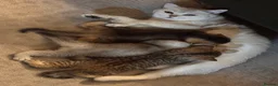 Scottish Fold cats for sale: Tiger Kitten  - Advert 4