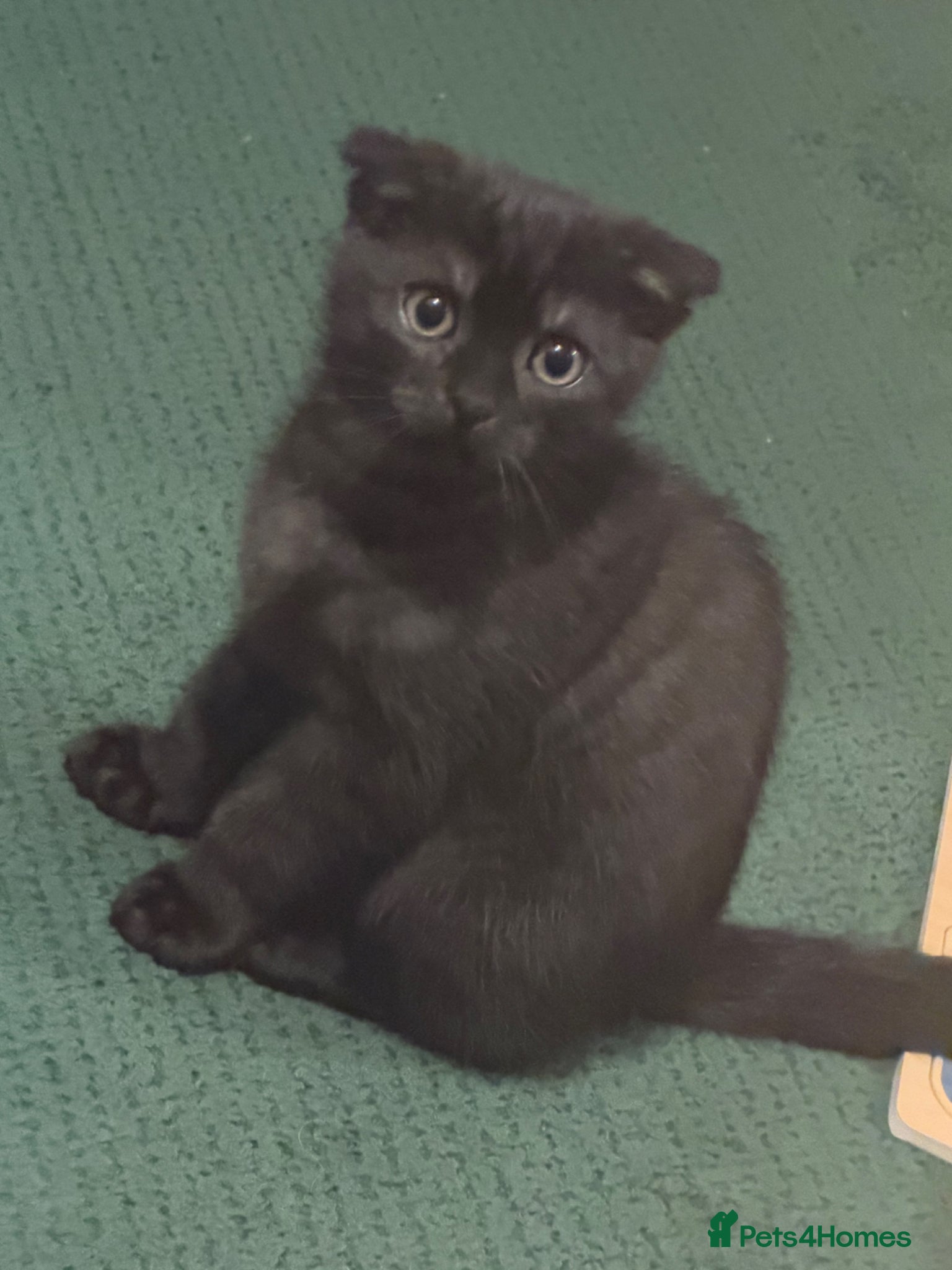 Scottish Fold cats Last Scottish Fold Male Kitten - Advert 18