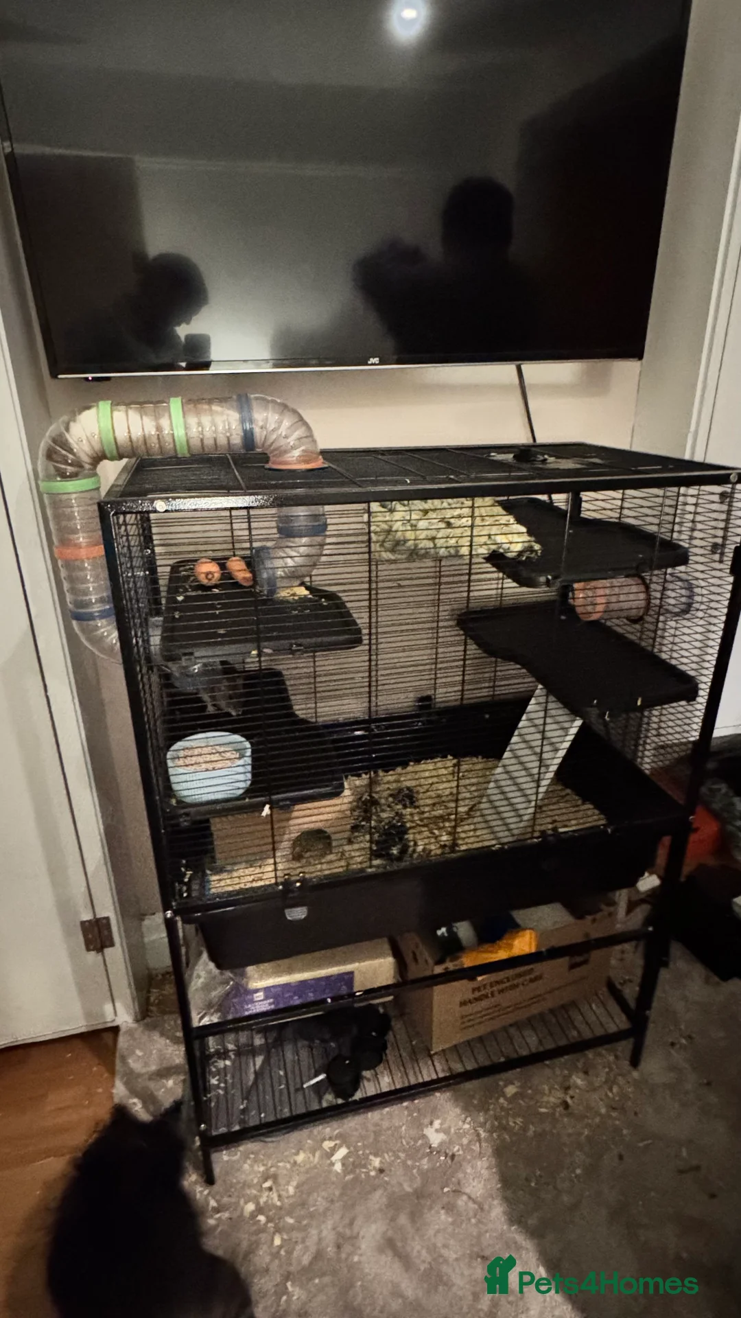 Rat rodents for sale: Two female rats for sale with cage  - Advert 2