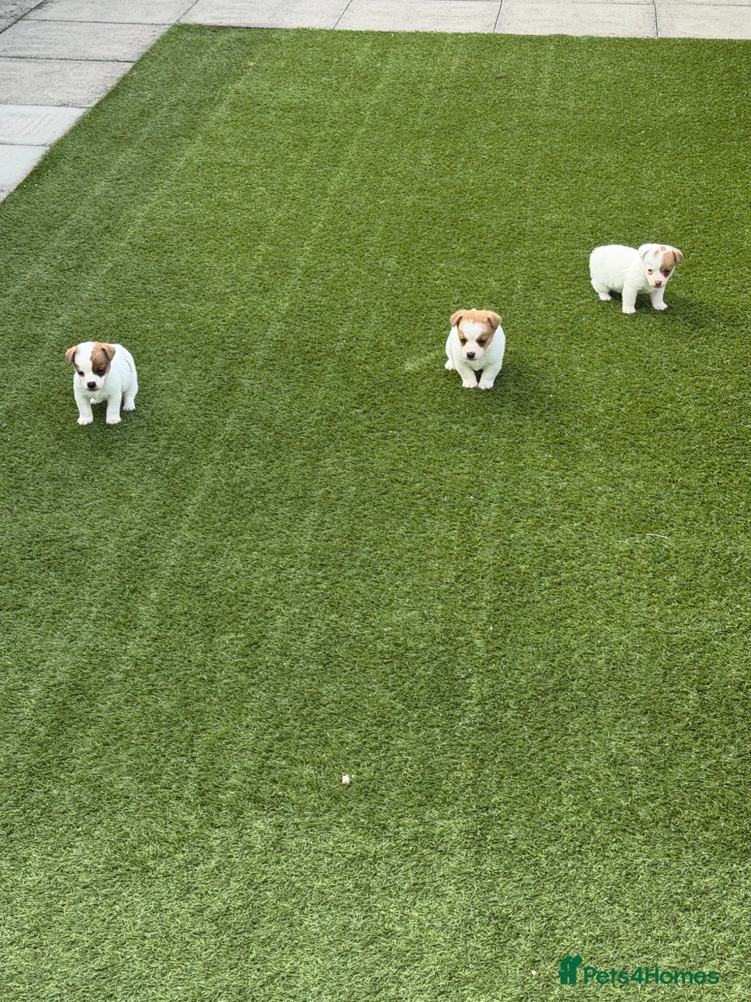 Jack Russell dogs for sale: Jack russel - Advert 21