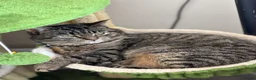 Mixed Breed cats for sale: Beautiful tabby kittens  - Advert 12