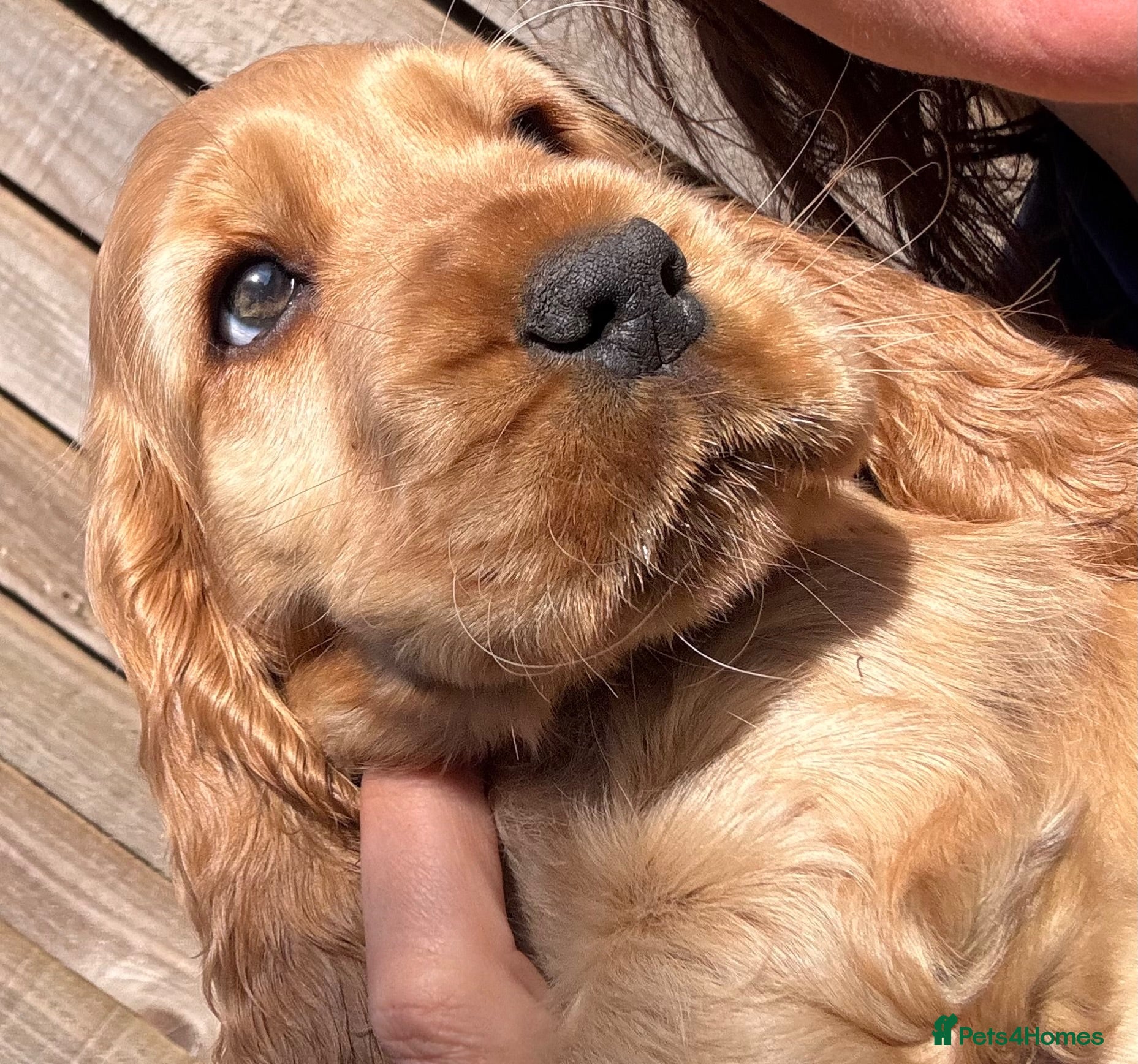 Cocker Spaniel dogs Gorgeous KC Show Cocker Babies  - Advert 1