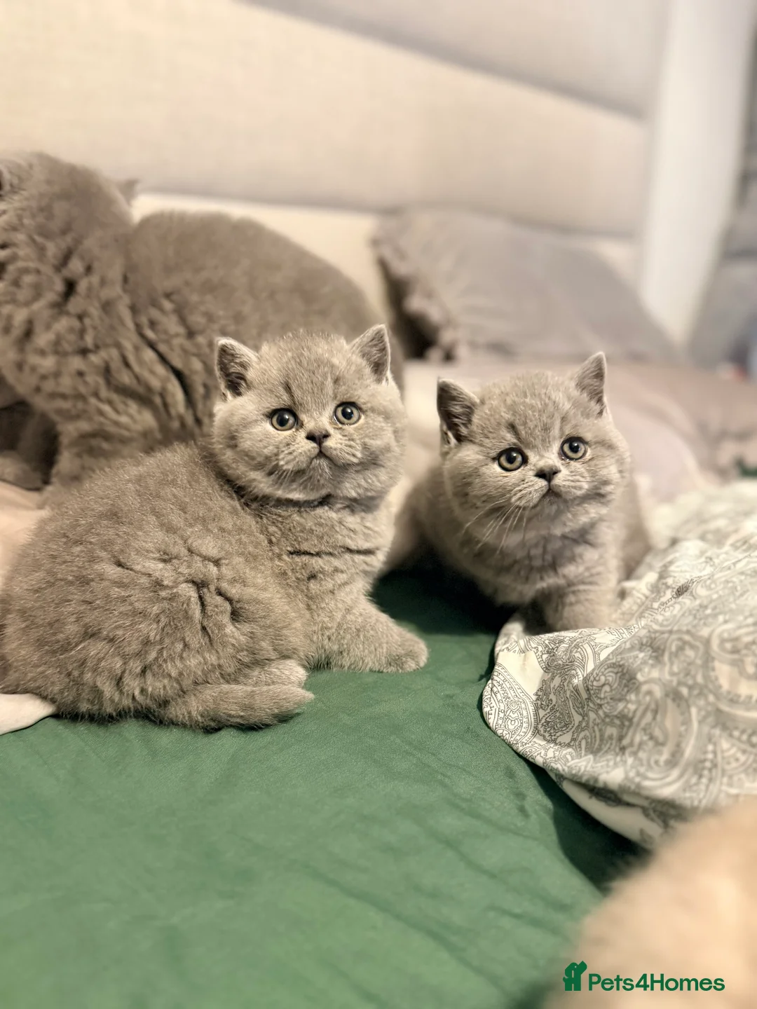 British Shorthair cats for sale: British Shorthair Kittens in Northolt - Advert 7