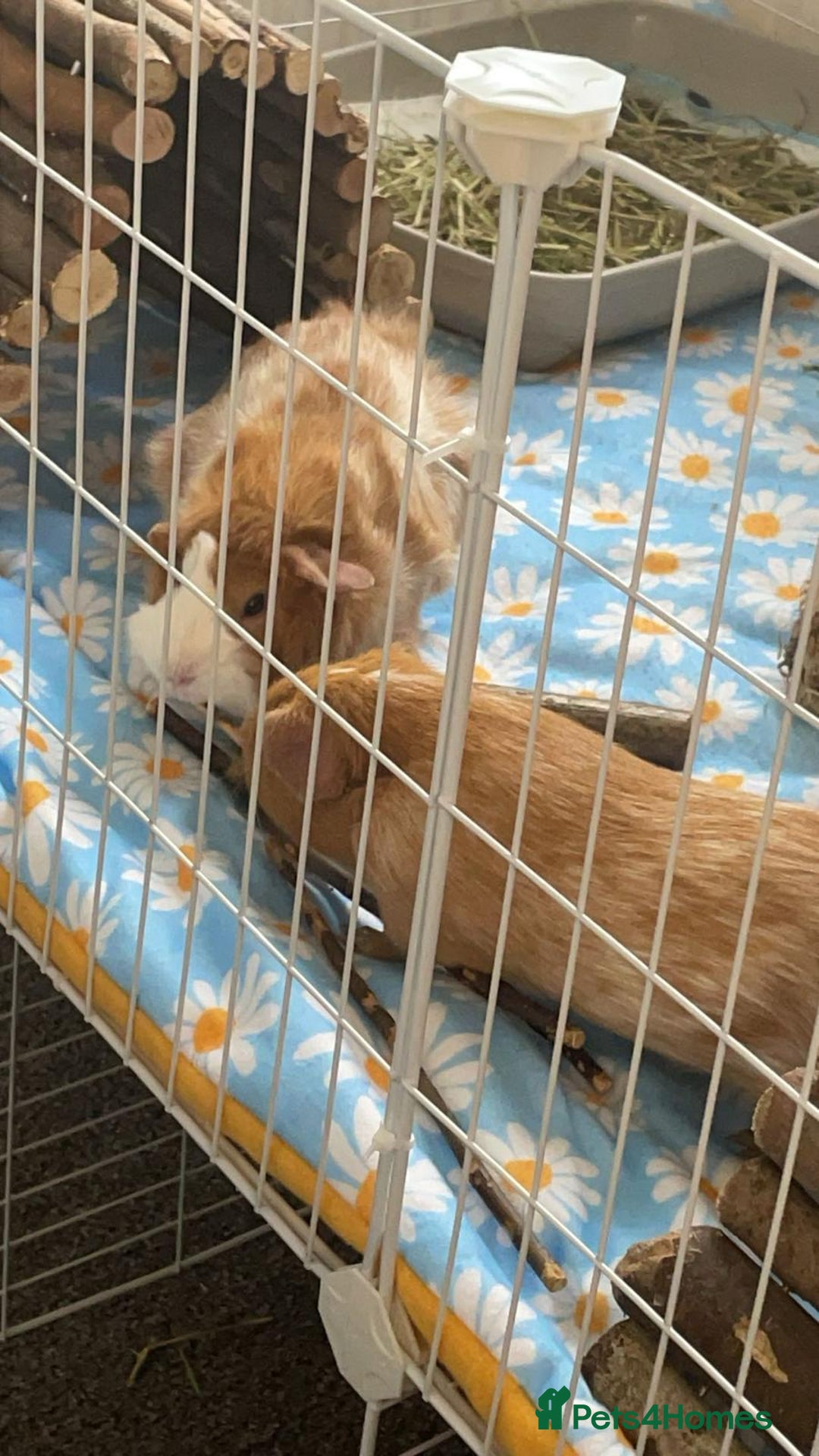 Guinea Pig rodents for sale: 2 guinea pigs looking for a new home! - Advert 13