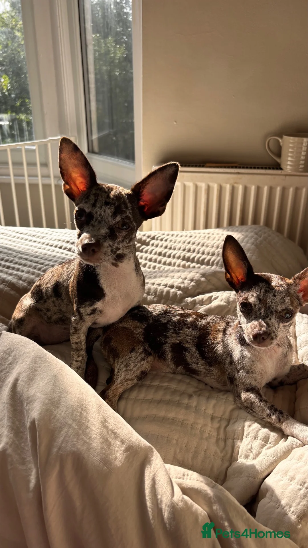 Chihuahua dogs for sale: Merle Chihuahua Puppies  - Advert 2
