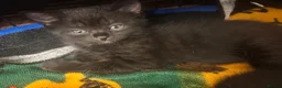 Mixed Breed cats for sale: Playful kittens looking for a loving home  - Advert 8