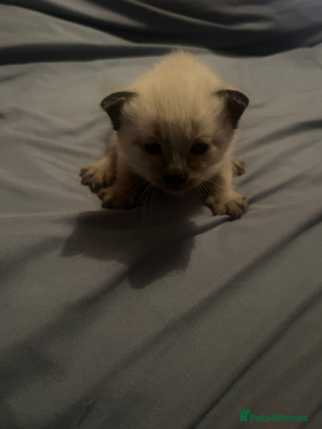 Siamese cats for sale: 6 adorable Siamese kittens  - Advert 10