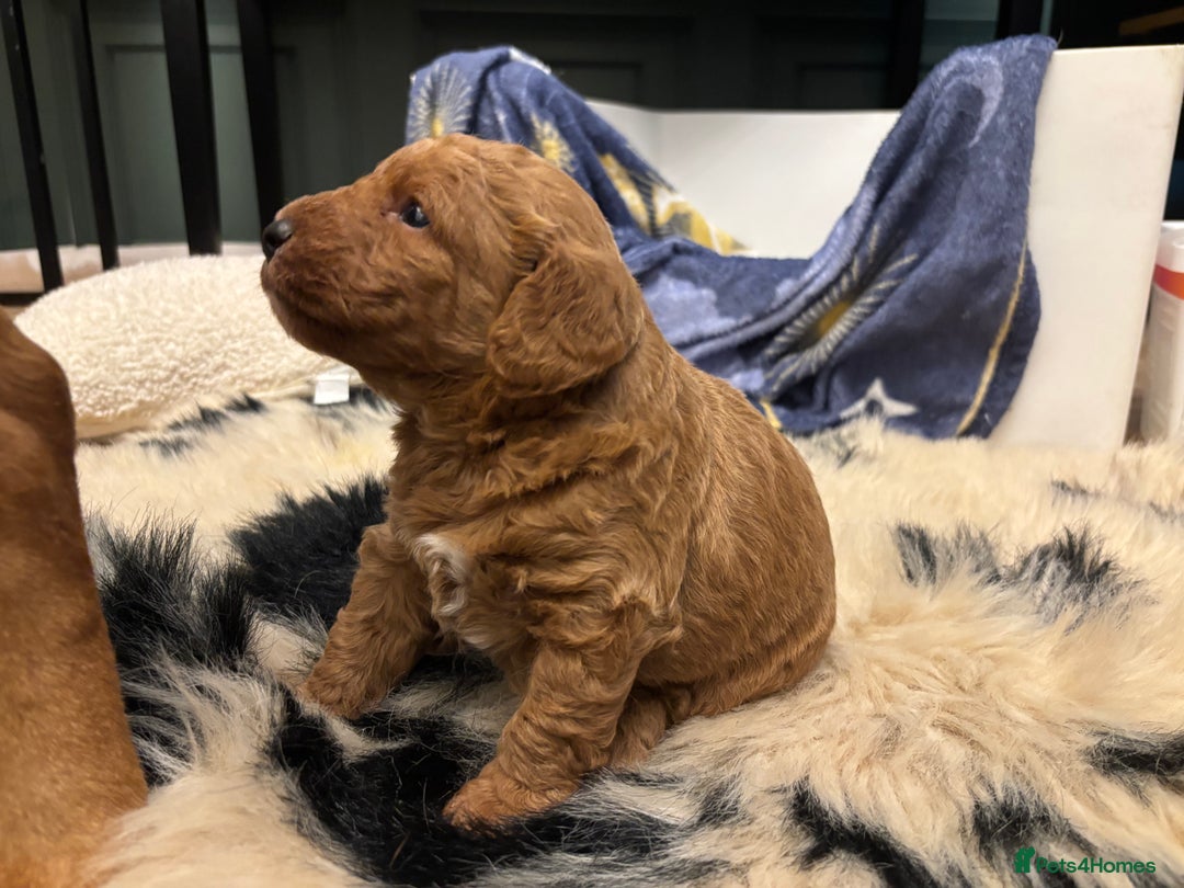 Cockapoo dogs for sale: F1b cockapoo  - Advert 11