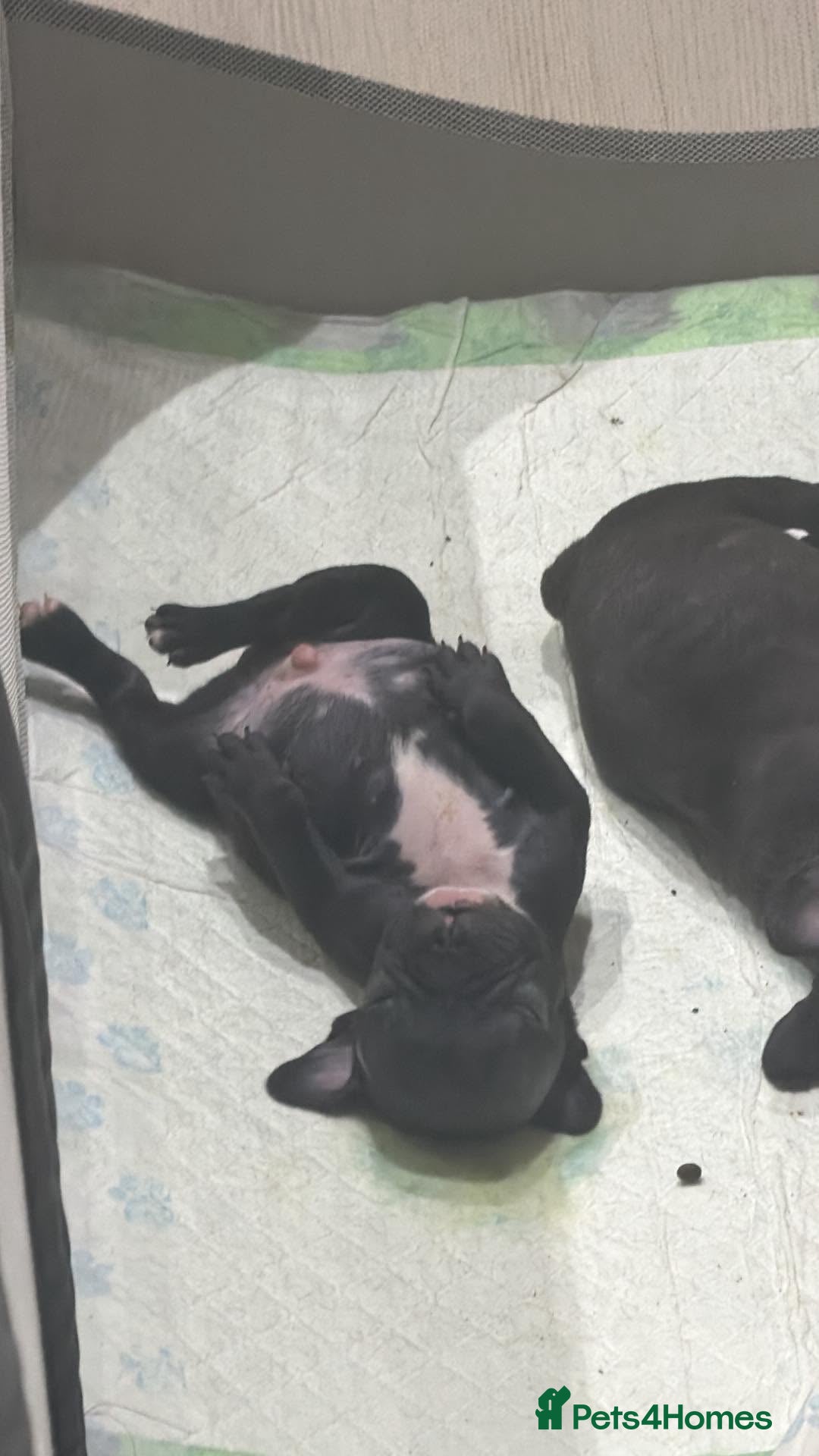 French Bulldog dogs French bulldog  - Advert 2