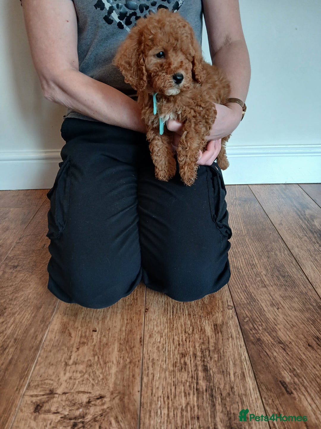 Cockapoo dogs for sale: Cockapoo puppies  - Advert 4