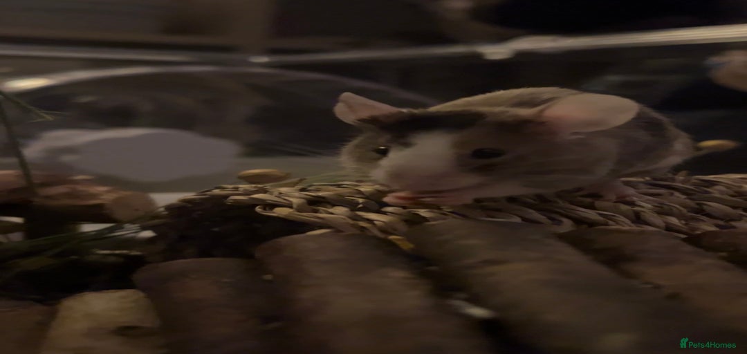 Gallery Image {{count}}