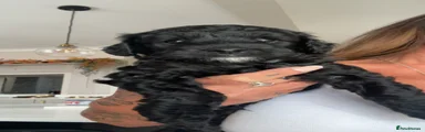 Onyx Black Boy 