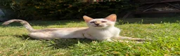 Bengal cats for sale: **Last Snow Lynx Bengal Kitten** TICA - Advert 16