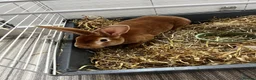 Rex rabbits for sale: Rex rabbit brother and sister available - Advert 9