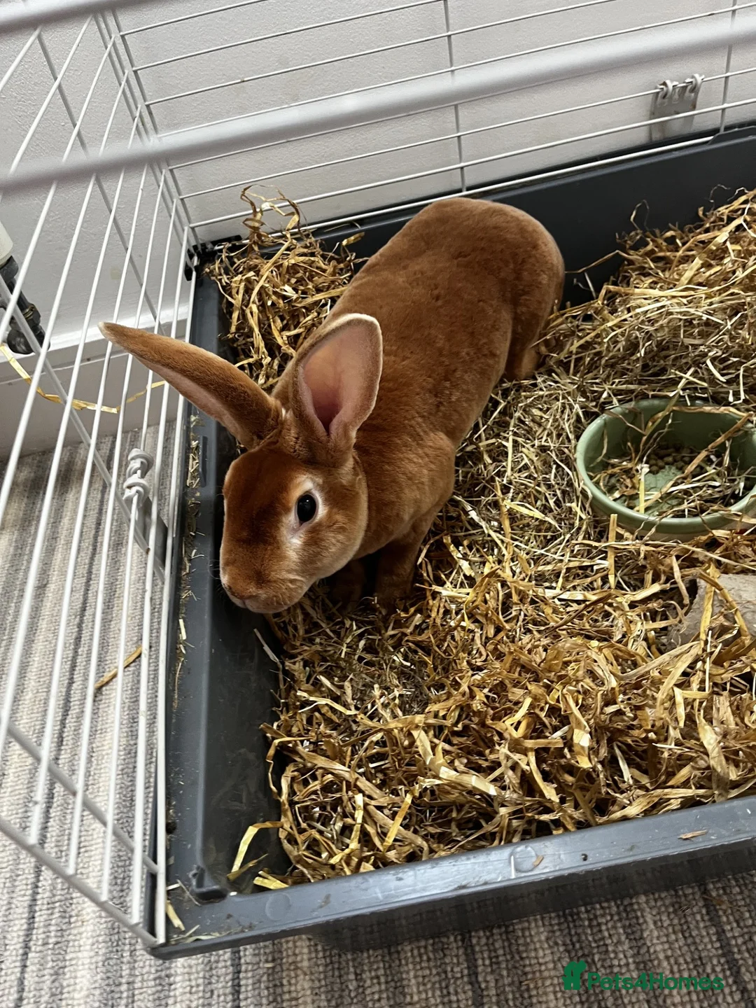 Rex rabbits for sale: Rex rabbit brother and sister available - Advert 9
