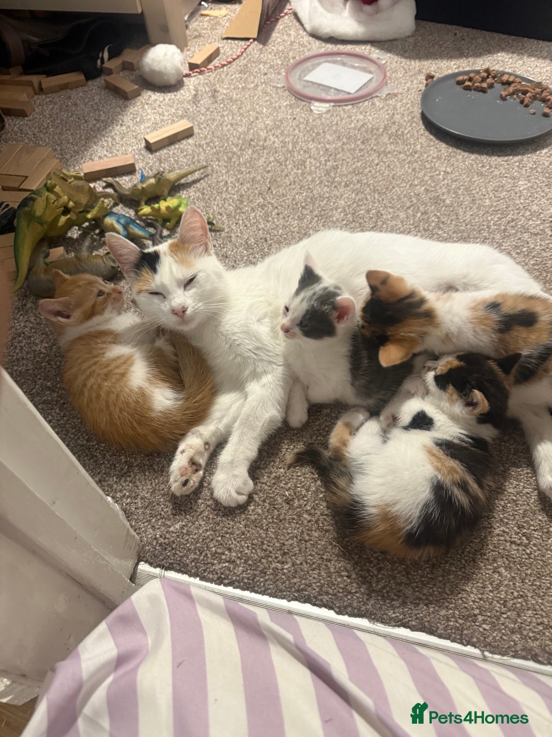British Shorthair cats for sale: Stunning colour litter of kittens  - Image 15