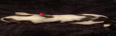 Male - Cheesecake