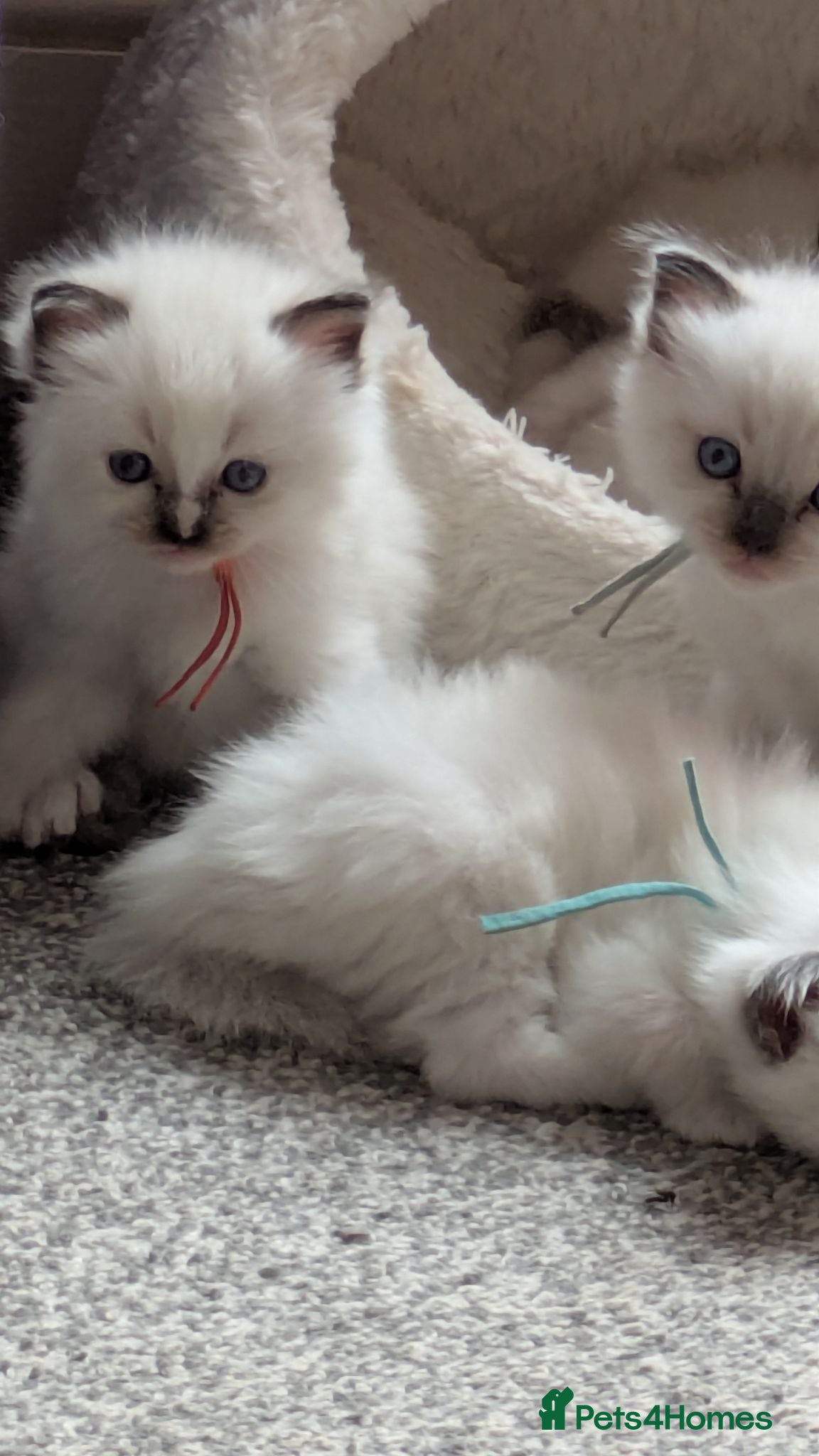 Ragdoll cats Pedigree dna tested ragdoll kittens - Advert 3