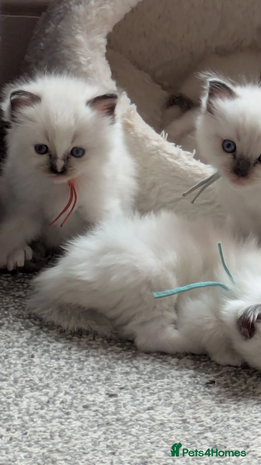 Ragdoll cats for sale: Pedigree dna tested ragdoll kittens - Advert 1