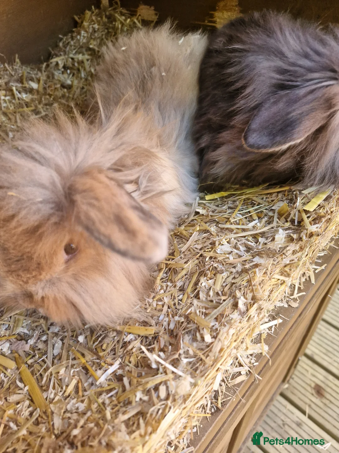 Mini Lion Lop rabbits for sale: 2 lion lop babies looking for their forever homes - Advert 5