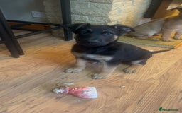 Mixed Breed dogs for sale: Belgium shepherd cross German shepherd puppies  in Trowbridge - Image 1