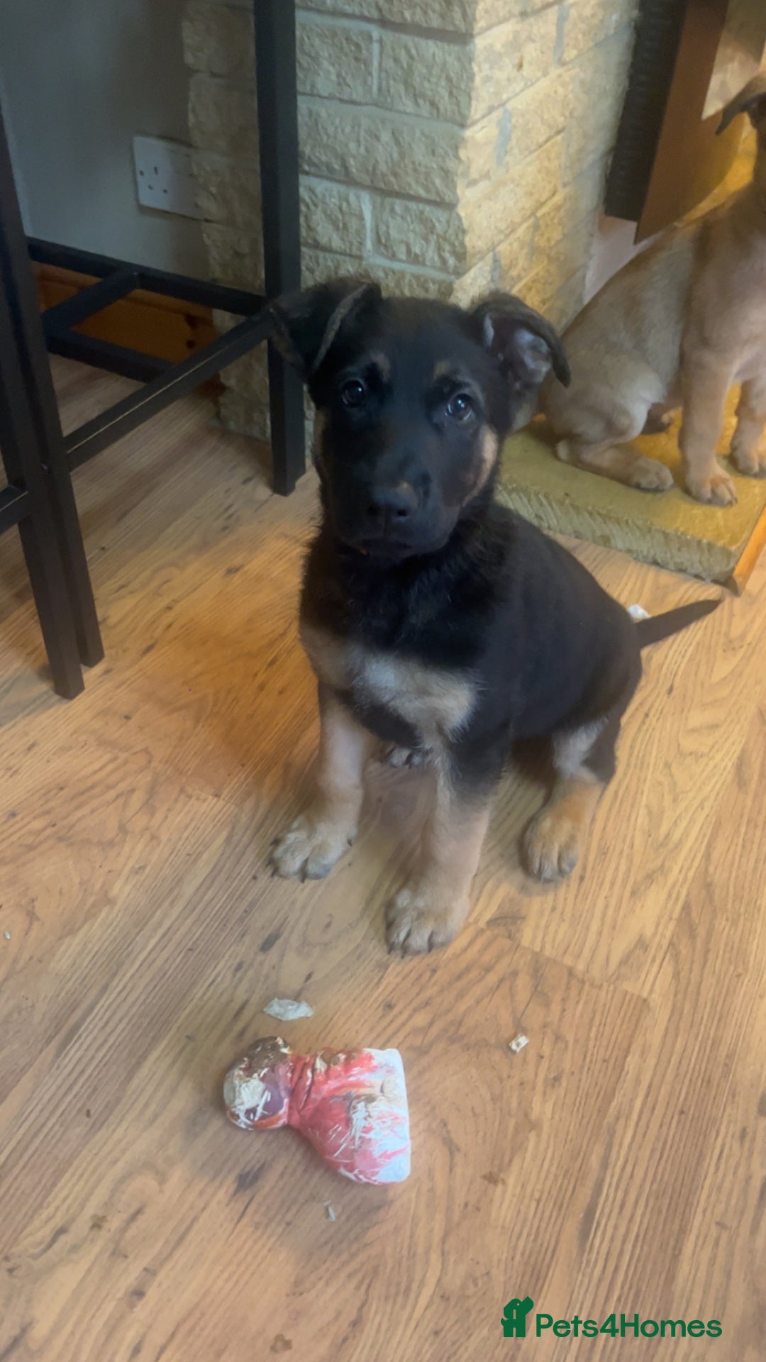 Mixed Breed dogs for sale: Belgium shepherd cross German shepherd puppies  in Trowbridge - Image 1